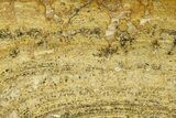 Polished Miocene Stromatolite (Chlorellopsis) - Crimea #362974-1